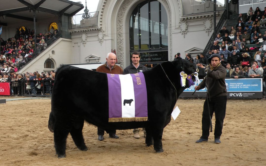 Erre TE 383 Condor Fabio