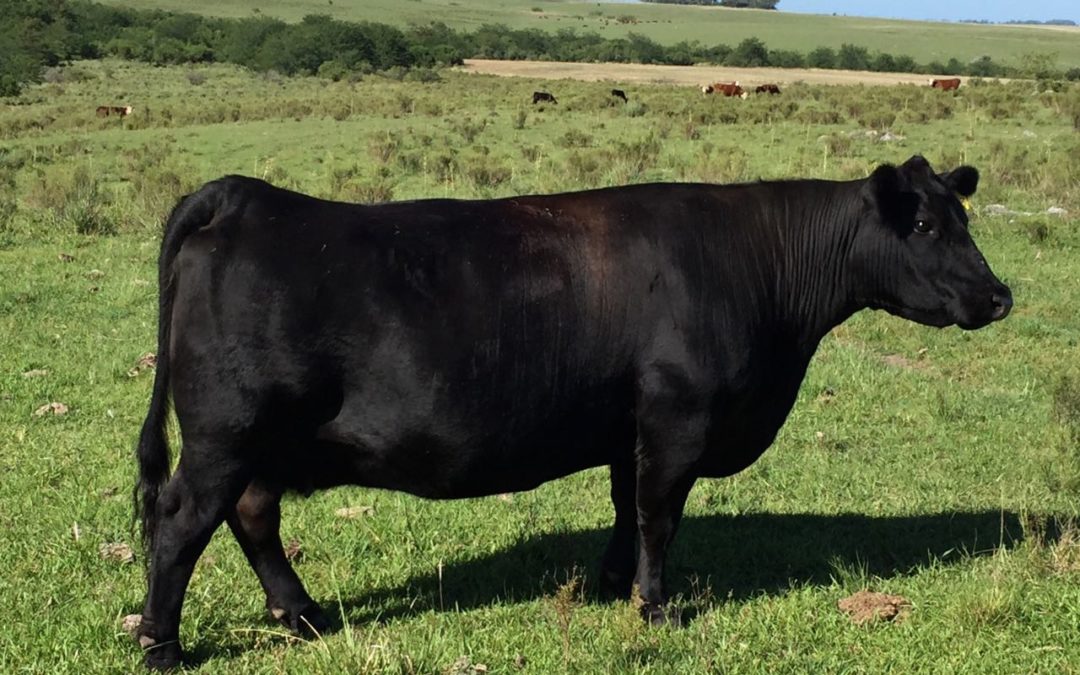 CONCE 313 CREDITO TE