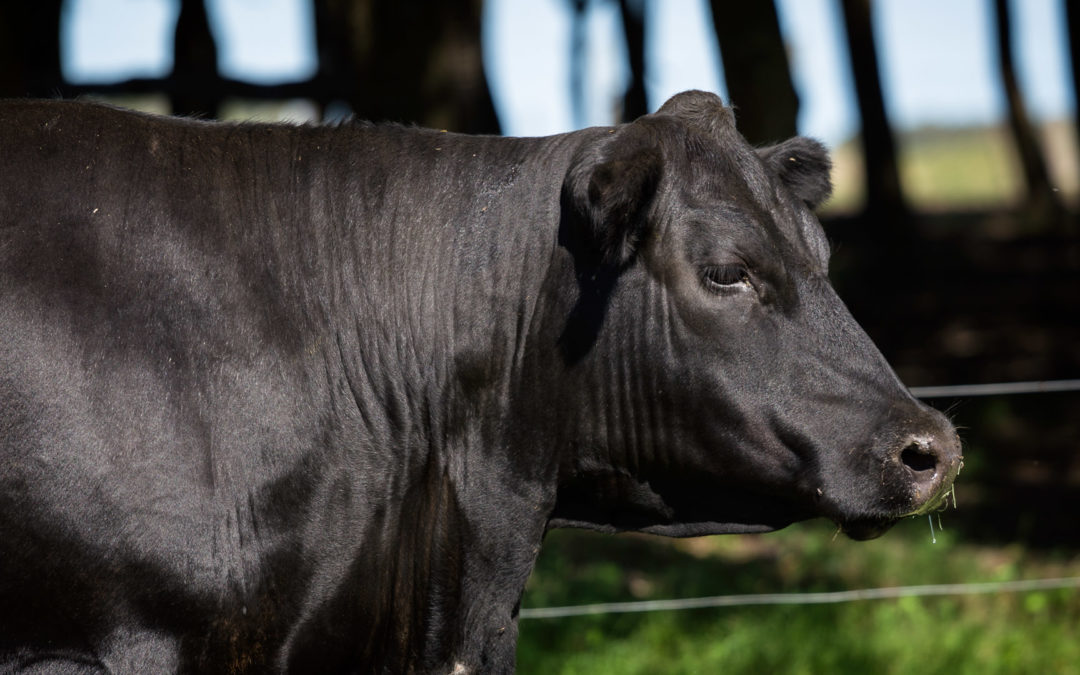 Modelo Great Divide/2410 TE