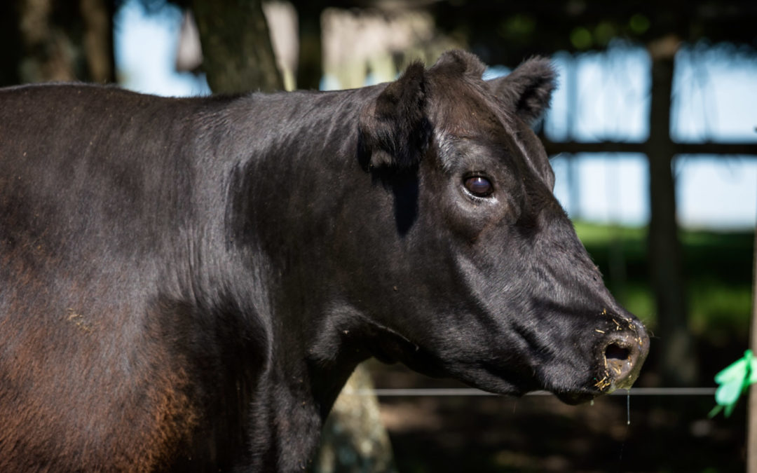 Modelo M.2051/2473 RT