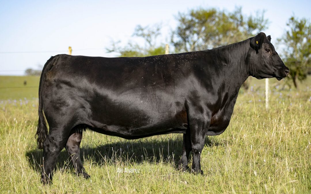 Modelo N.B.E EXT/1877