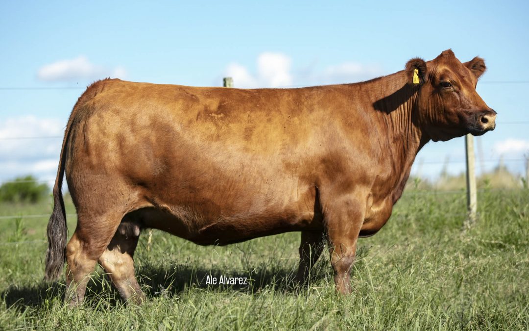 Madrugon 188 M43 Mr. Beef