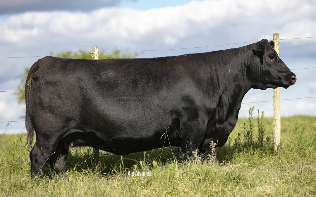 Modelo Condor/2396 TE