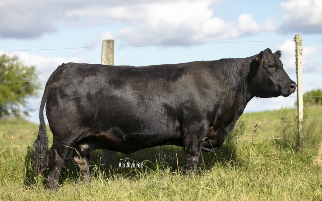 Modelo Regis/2551 TE