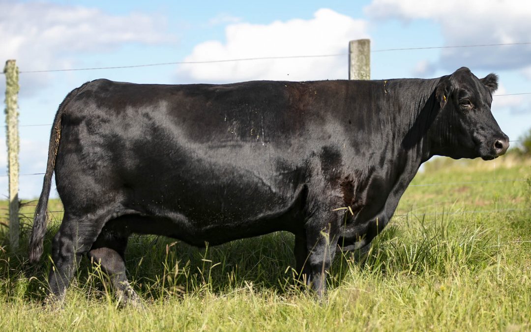 Modelo General /2564 TE