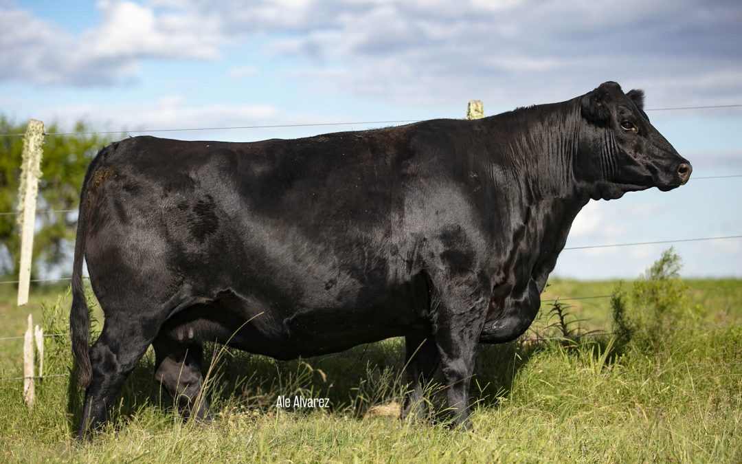 Modelo Birthstone/2614