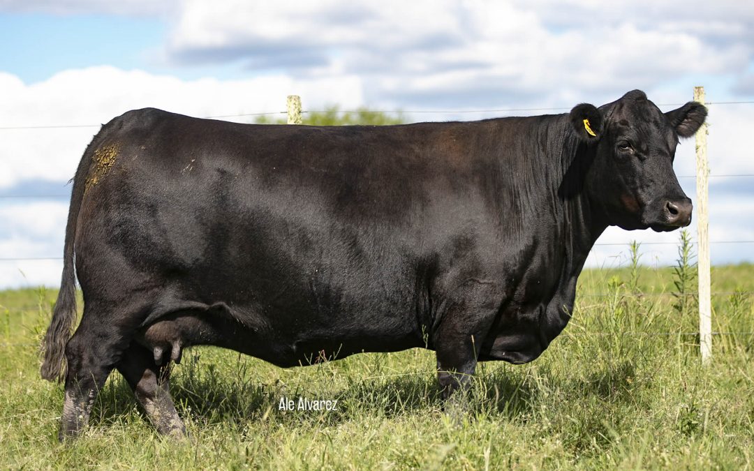 Modelo M.2308/2647 TE