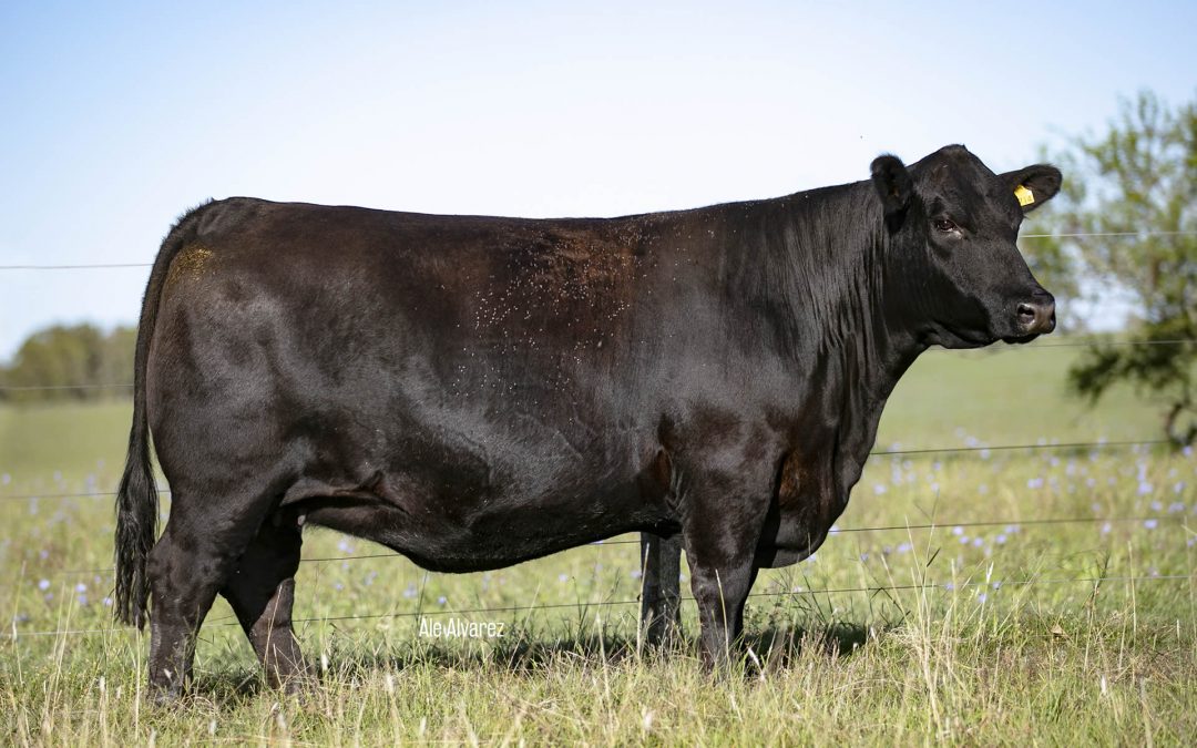 Modelo General /2714