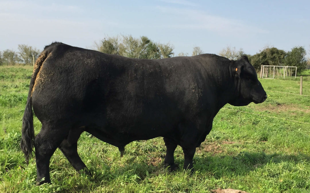 Conce Courage 572 Coraje