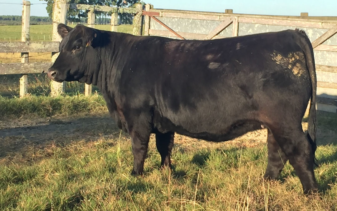 Modelo Classic TE / 3165