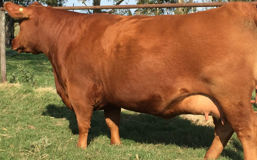 Conce Quebrantador 542 TE