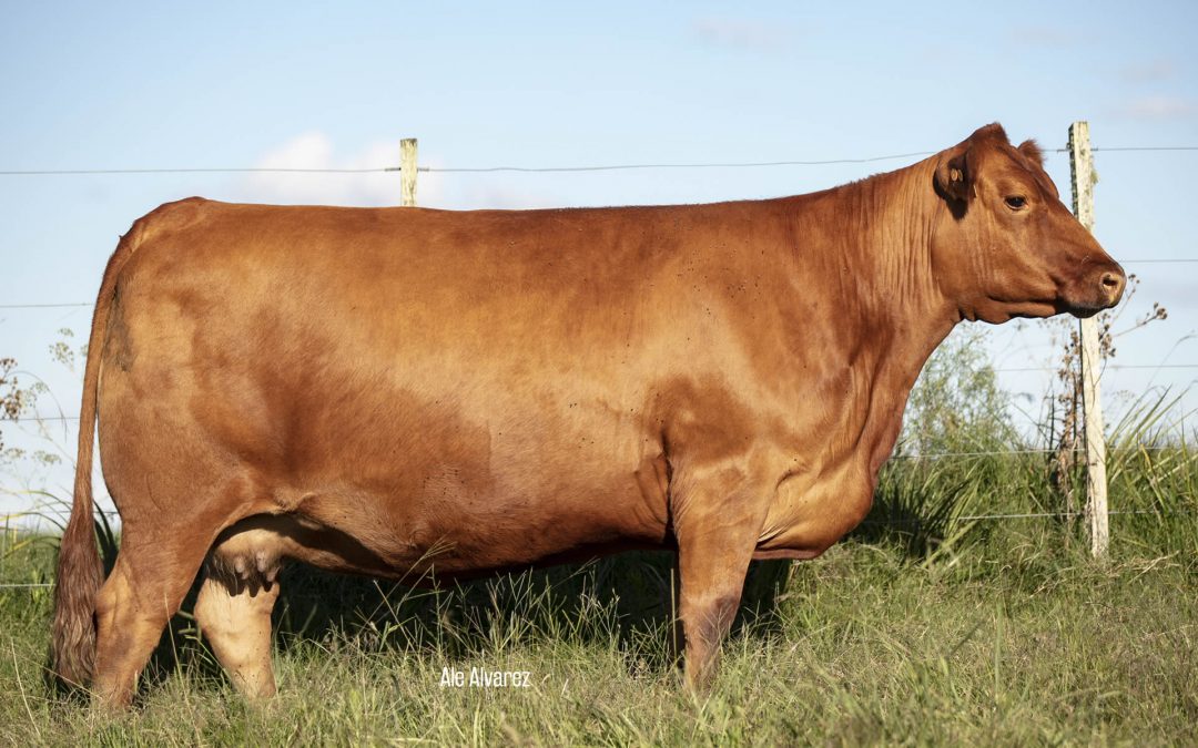 Modelo Fullthrottle /2506 RED