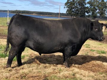 3747 con 3 años previa Prado , pesando 1115 kg