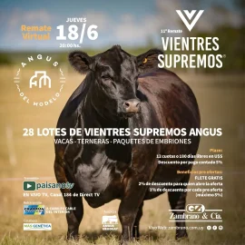 18 de junio de 2026 a las 20:00 hs se realizará el 11° Remate Vientres Supremos. Organizado por Angus del Modelo y la conducción comercial de Zambrano & Cía
