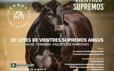 18 de junio de 2026 a las 20:00 hs se realizará el 11° Remate Vientres Supremos. Organizado por Angus del Modelo y la conducción comercial de Zambrano & Cía